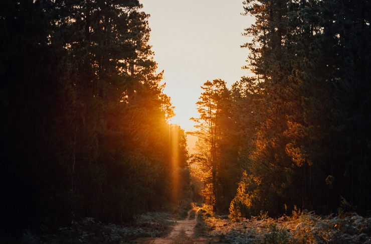 forest walk in Marramarra National Park