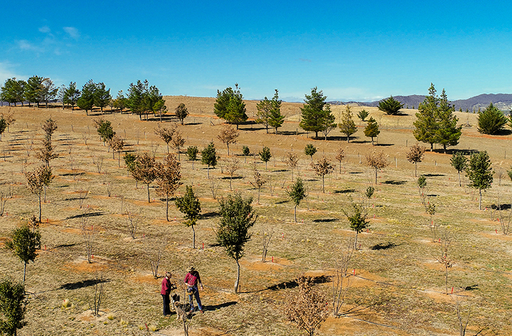 aerial view of vinyard