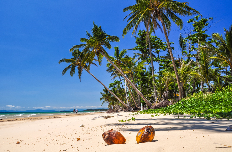 tropical shoreline with palm trees and cocnuts