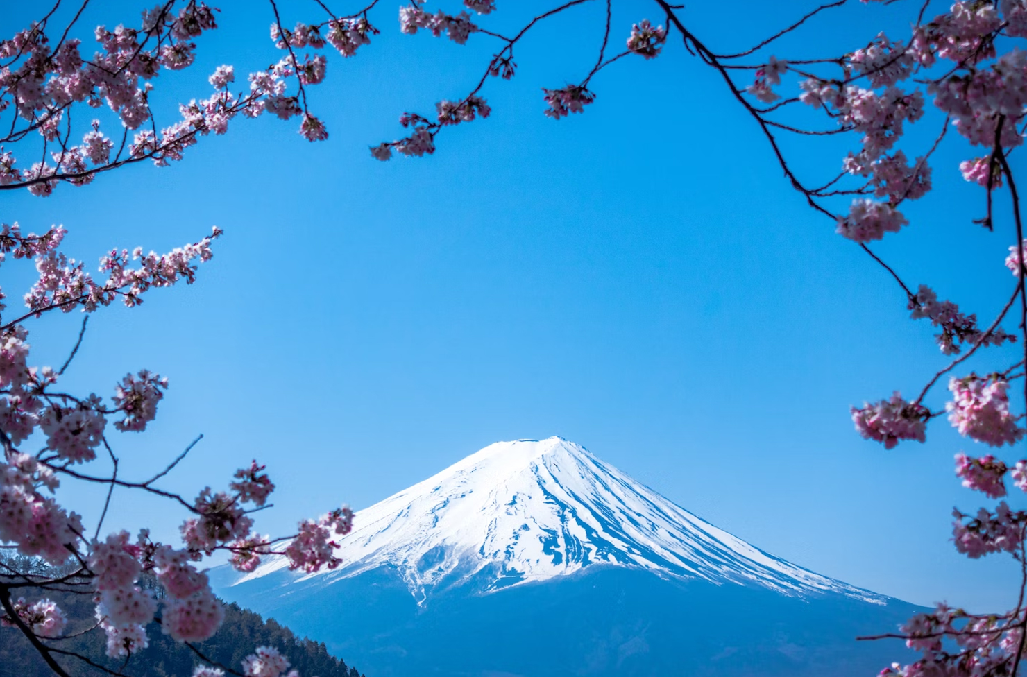a snow-capped mountain covered by cherry blossoms
