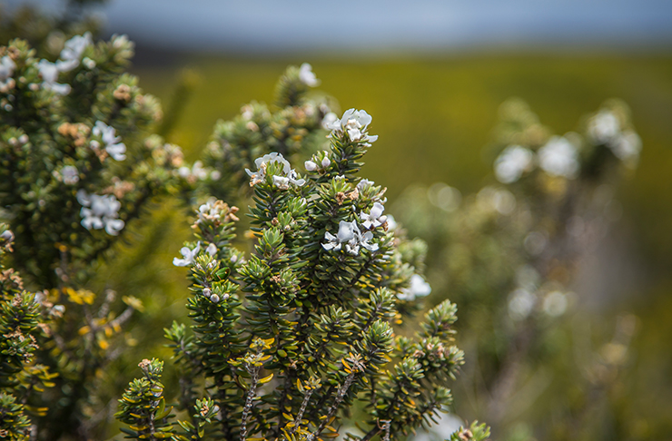 wildflowers at oatley park and castle