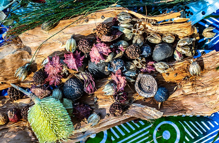 collection of bush tucker on tree bark