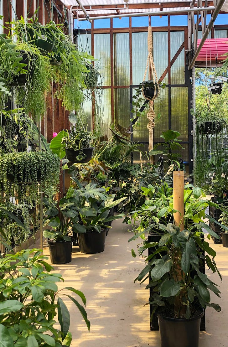 inside darlinghurst greenhouse