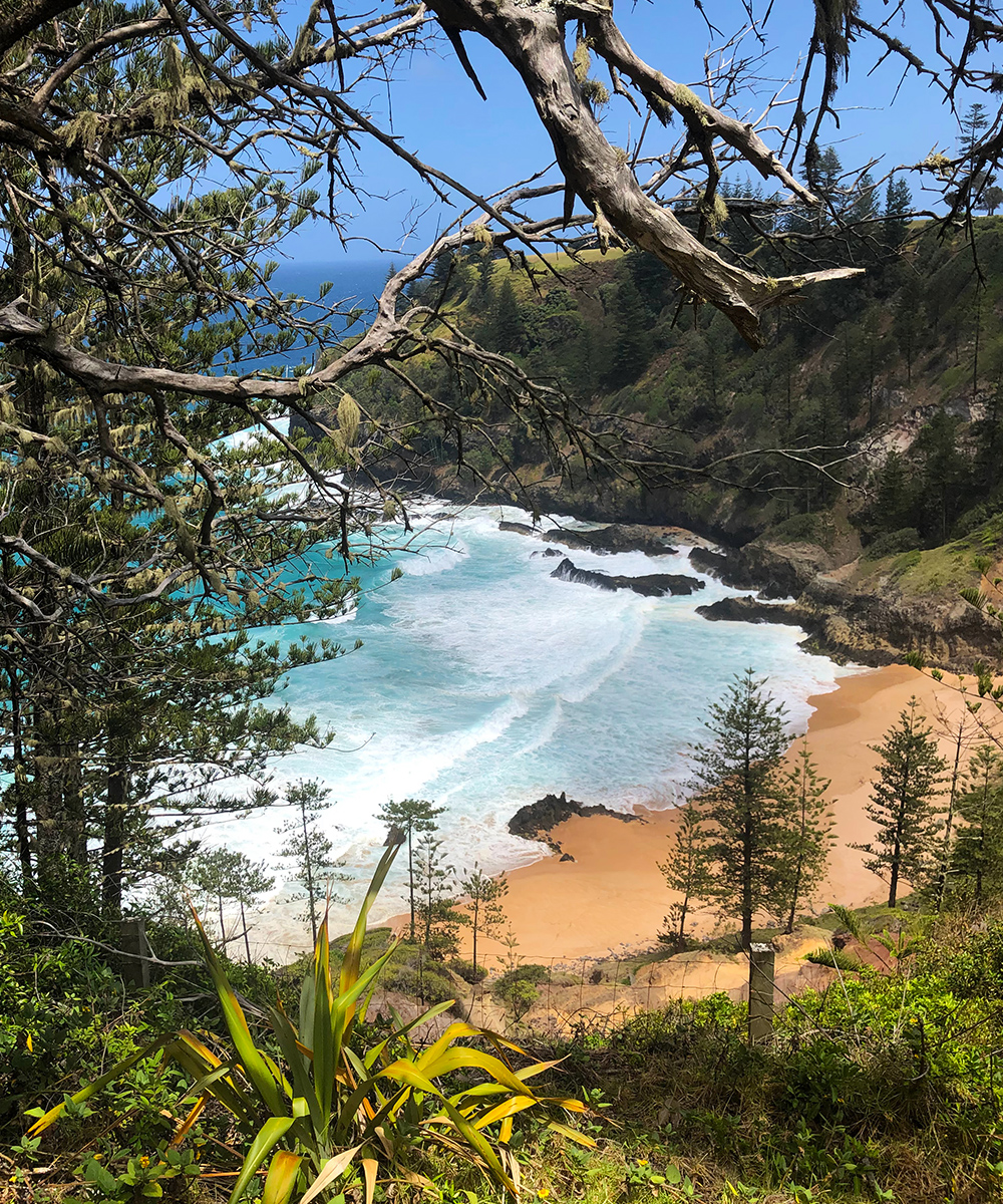 Golden sand is fringed by Norfolk Pines on Norfolk Island. There's a blue sky in the background.