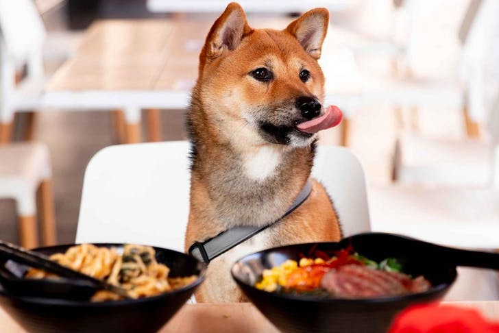 dog licking snout with bowls of ramen in front of it