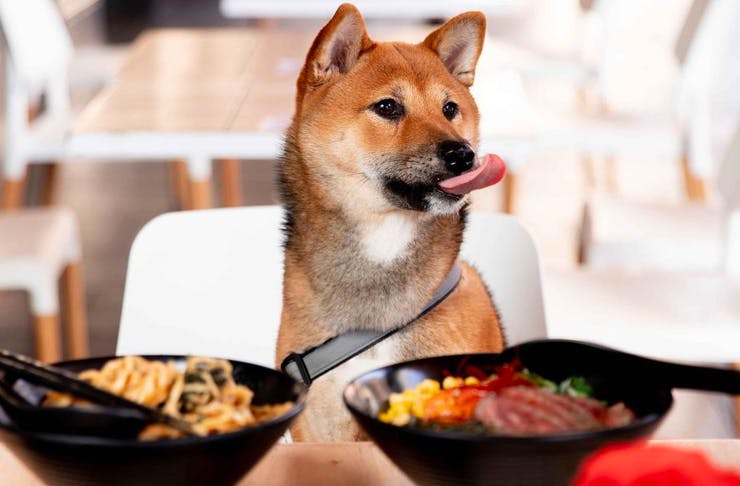 dog licking snout with bowls of ramen in front of it