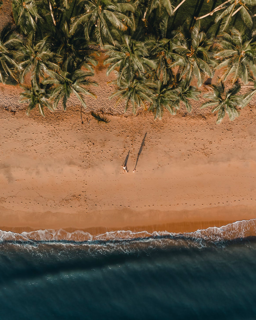 aerial of palm trees and a beach