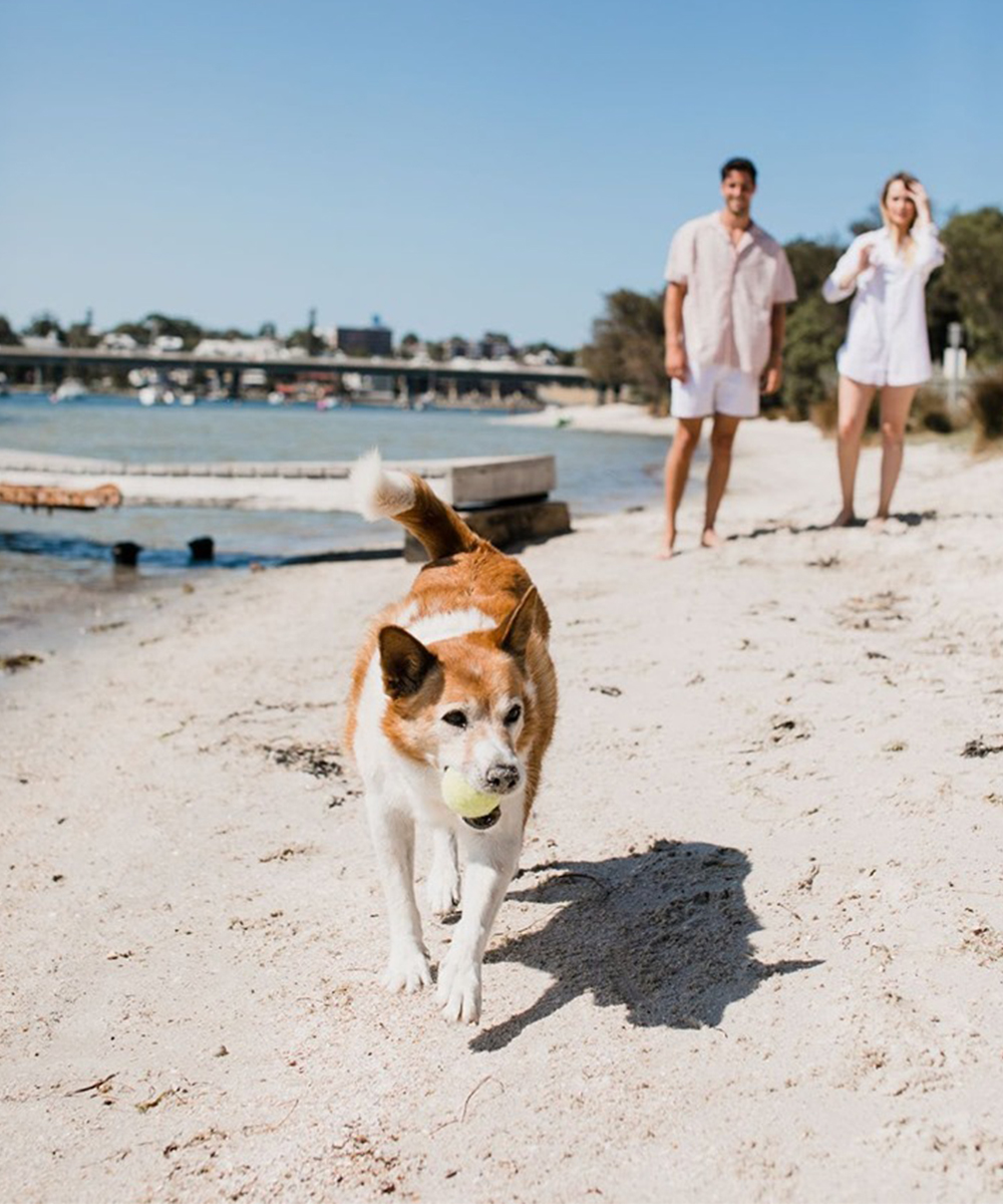 a dog runs along a white sand beach with a couple behind him