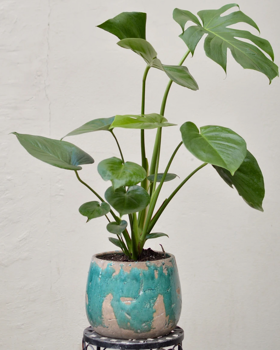 big plant on stool