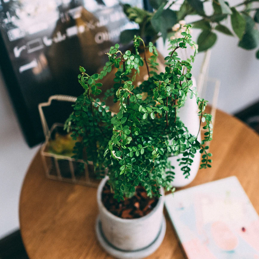 indoor plant in pot on round wooden table