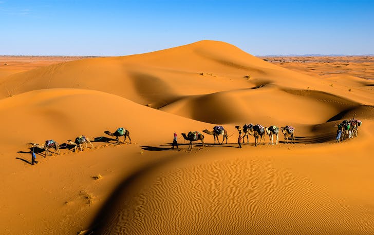 a train of camels walk across sand dunes, a brilliant blue sky in the background.