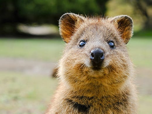 Fill That Cute Animal Void In Your Life With WILD LIFE Sydney Zoo's New Quokka Live-Stream | Urban List Sydney Fill That Cute Animal Void In Your Life With WILD LIFE Sydney Zoo's New Quokka Live-Stream | Urban List Sydney