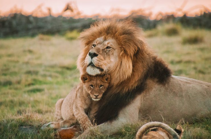 a lion and his cub embrace with a pink sunset in the background