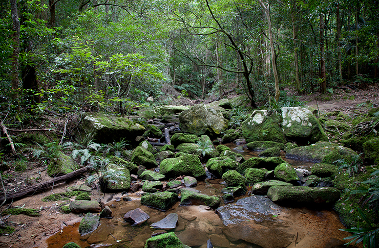 forest walk inside strickland state forest