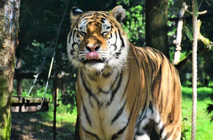 Fill Up Your Free Time With Taronga TV, The Iconic Sydney Zoo’s New 24/