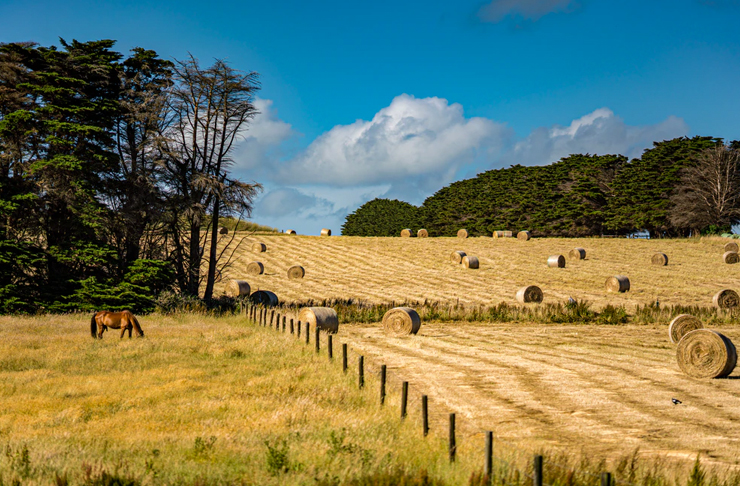 rolling farm hills in tasmania with horse
