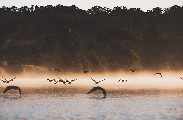 birds flying over misty river
