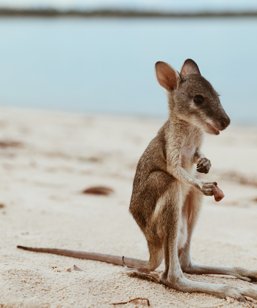a baby wallaby sits on the white sand of a beach