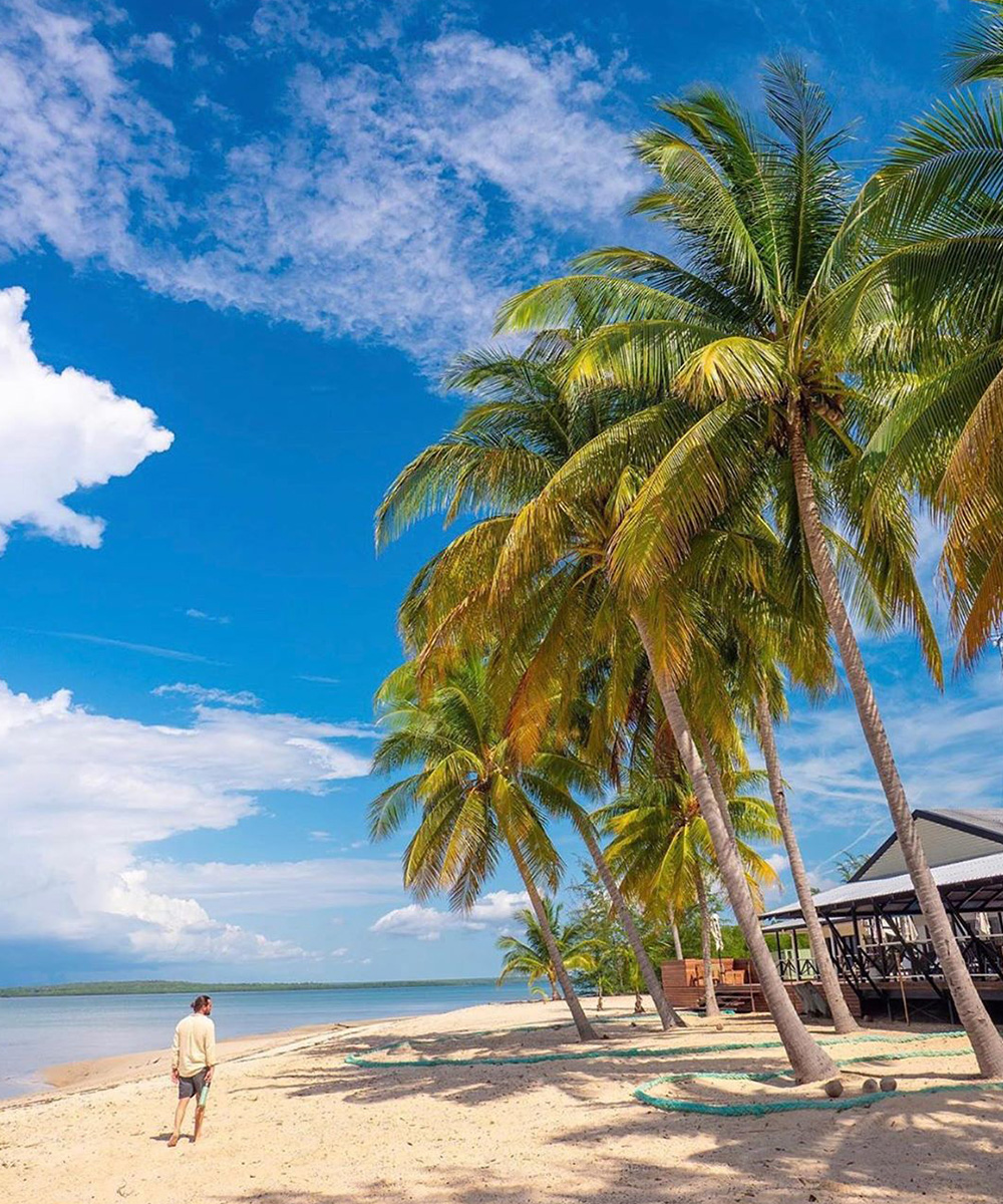towering palm trees frame a stunning beach. a man walks along the shoreline.