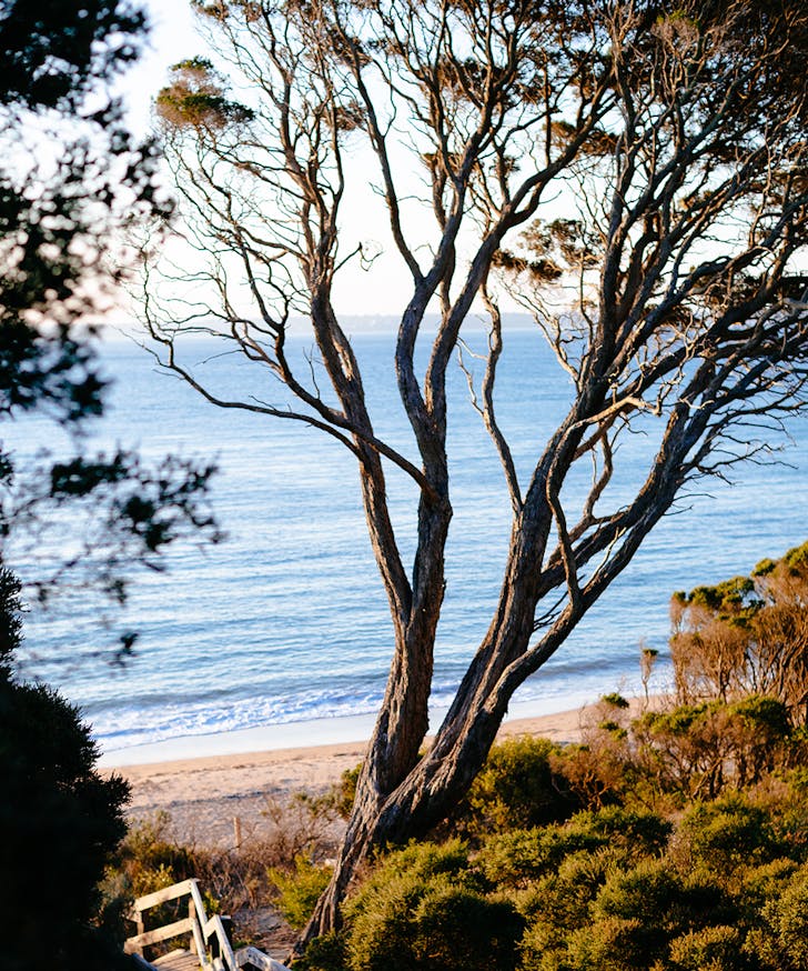 the sea peaks through the trees at a beach in the Mornington Penninsula