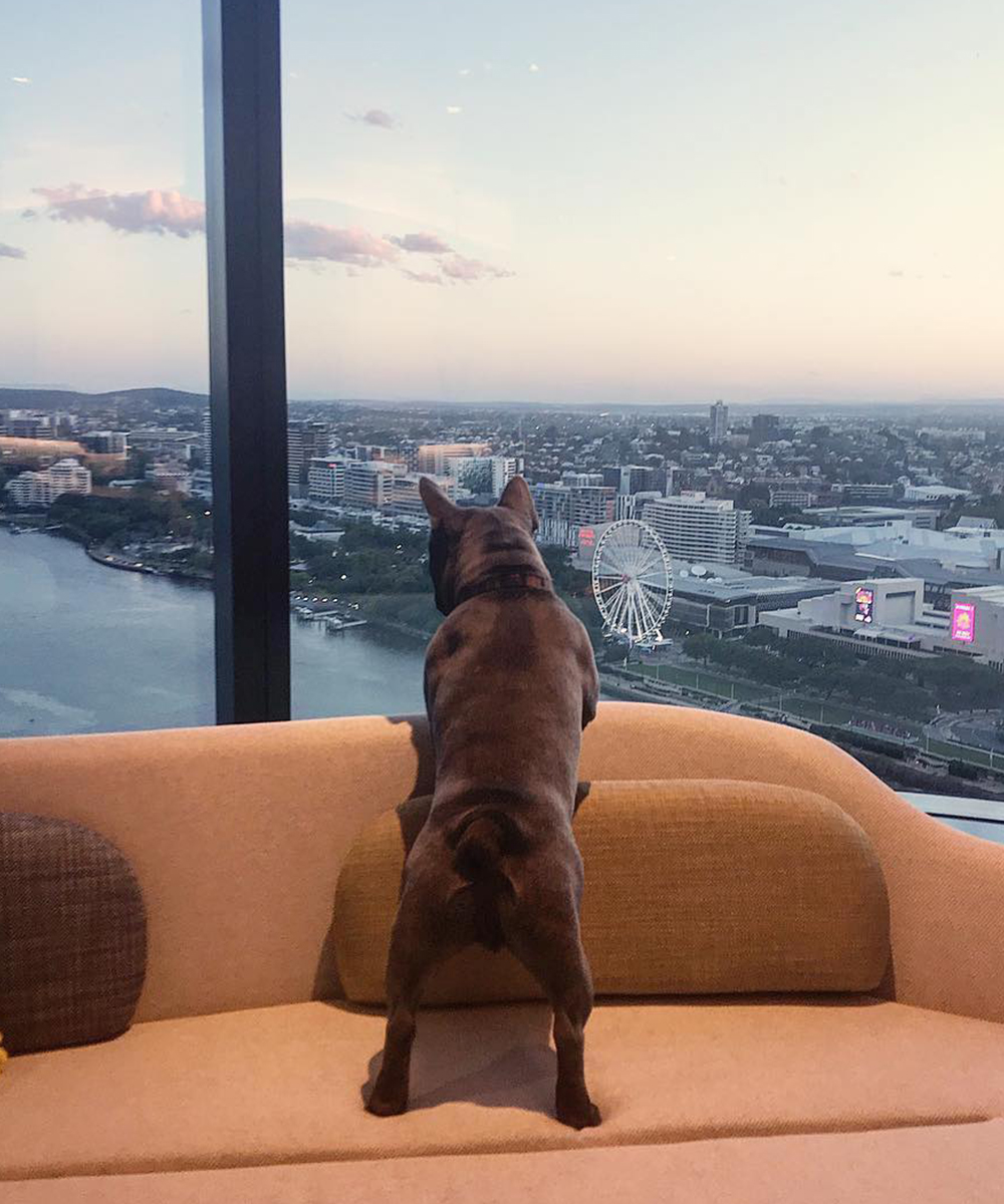 a dog sitting on a couch, looks out over brisbane