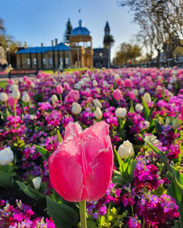 Bendigo Bloom
