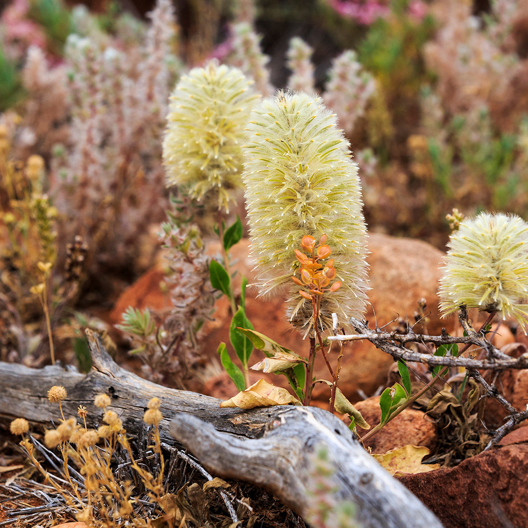 wildflowers in nsw