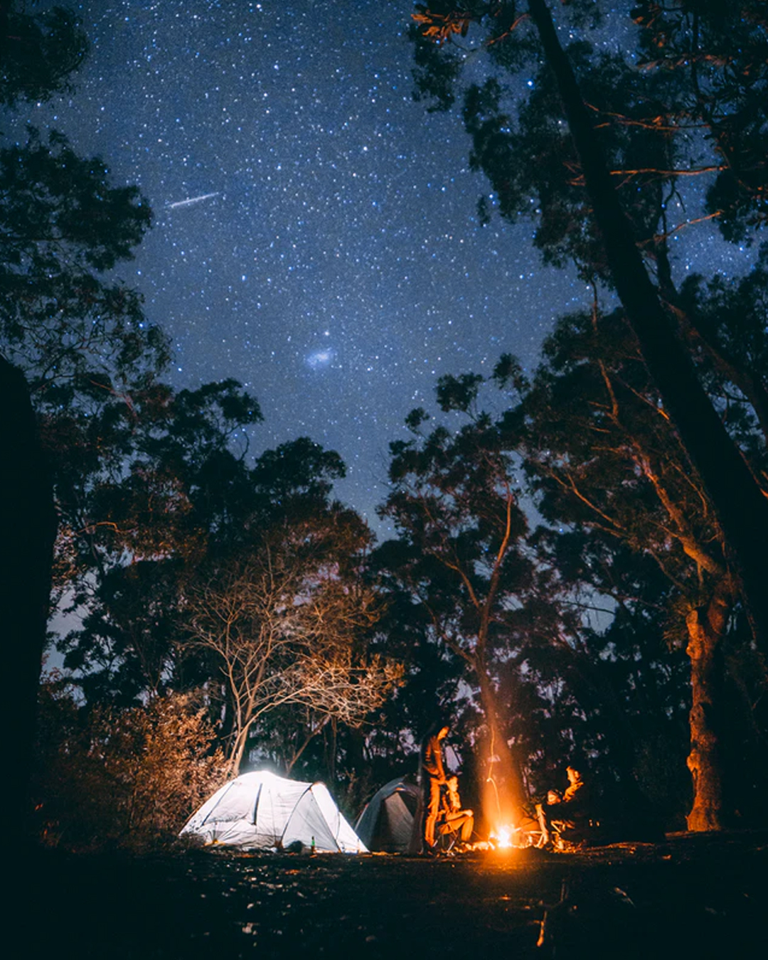 campsite within pine forest on a starry night