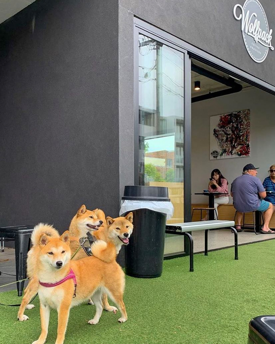 dog friendly cafes sydney wolfpack roaster mortlake