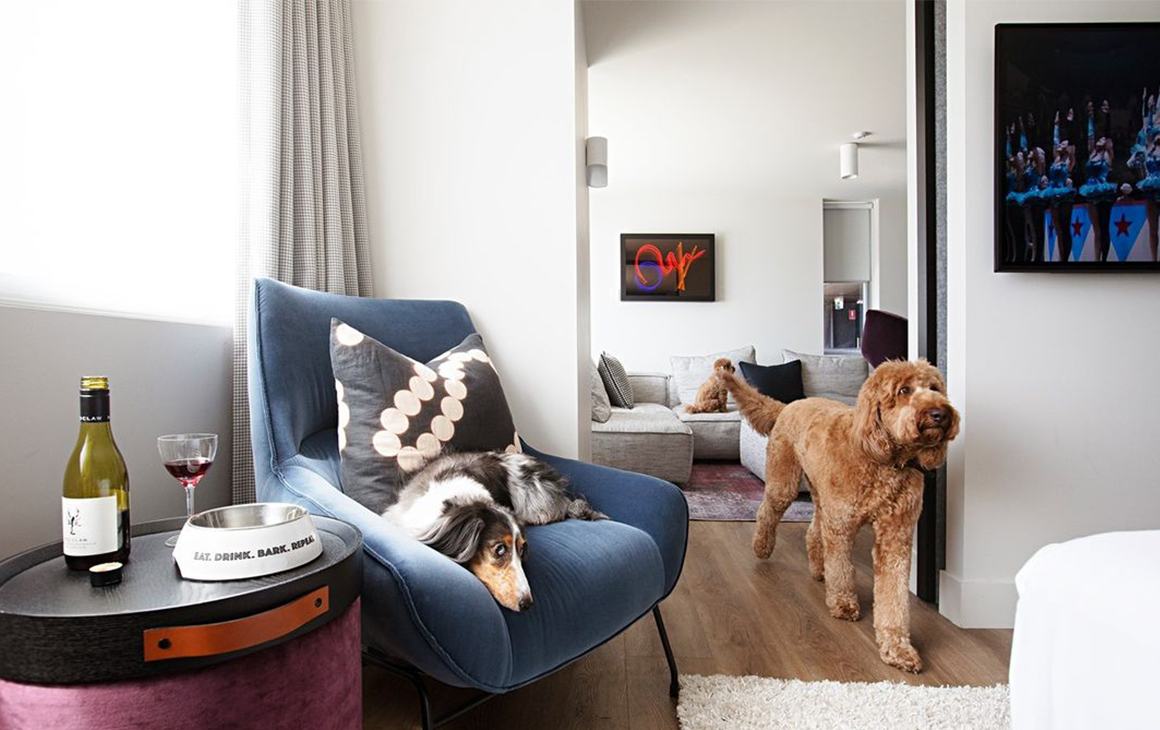 a small dog sleeps on a chair, while a poodle walks from the bedroom